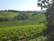 Degustazione vini e cinta senese – Chiusi € 35 | TOSCANA