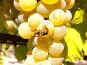 Weekend con vendemmia Verdicchio di Jesi – Cingoli € 155 | MARCHE