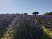 Alla scoperta della lavanda – Macerata 45€ | MARCHE